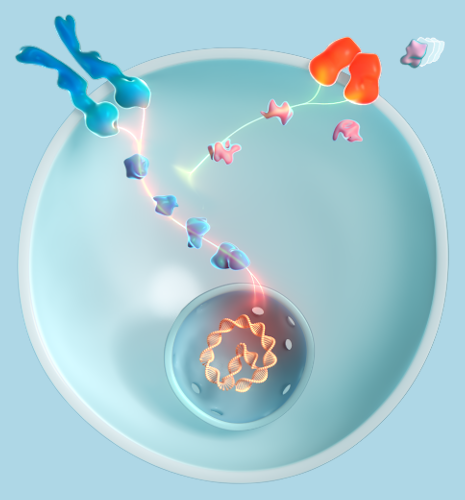 \"chondrocyte
